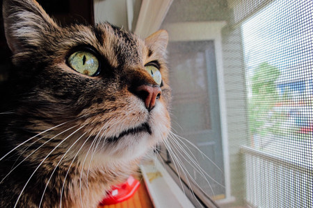 Entry image for MR. BROWN in "Neighborhood Watch". Clicking this image will show a larger photo