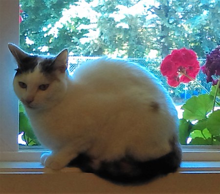 Entry image for PENELOPE of the LOONEY TUNES FOSTERS in "Stop and Smell the Flowers". Clicking this image will show a larger photo