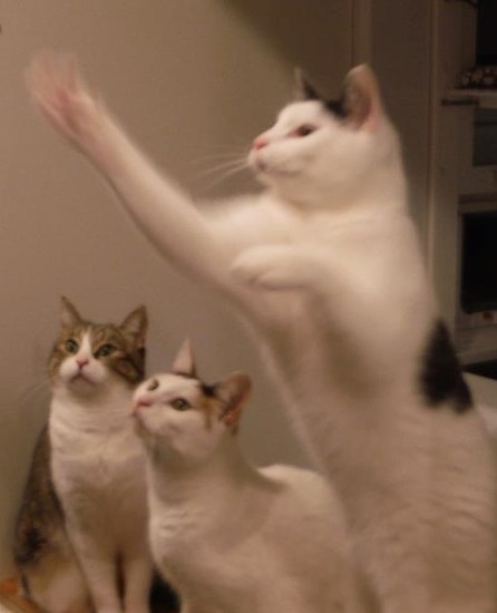 Entry image for JP PATCHES, PENELOPE, and MARVIN in "I Have a Question". Clicking this image will show a larger photo