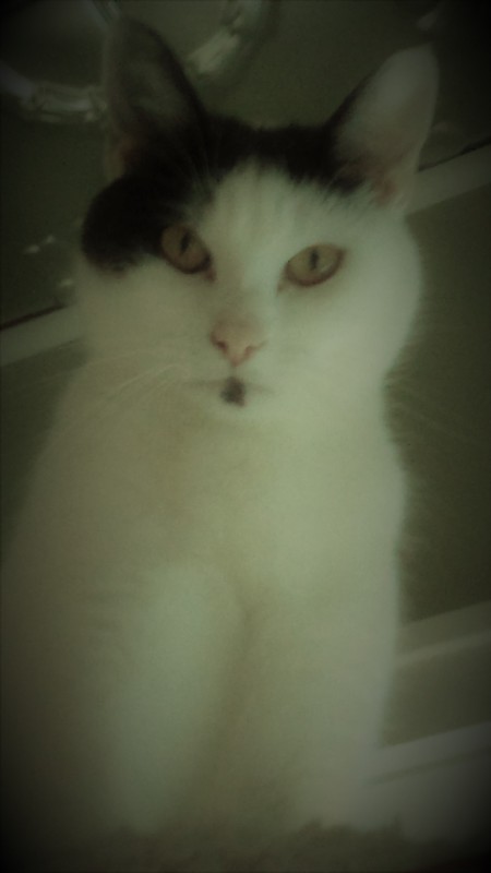 Entry image for MARVIN of the LOONEY TUNES FOSTERS in "Adorbs". Clicking this image will show a larger photo