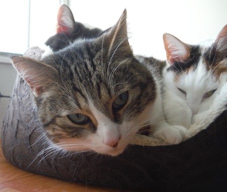 Entry image for JP PATCHES, PENELOPE, and MARVIN in "Really?". Clicking this image will show a larger photo