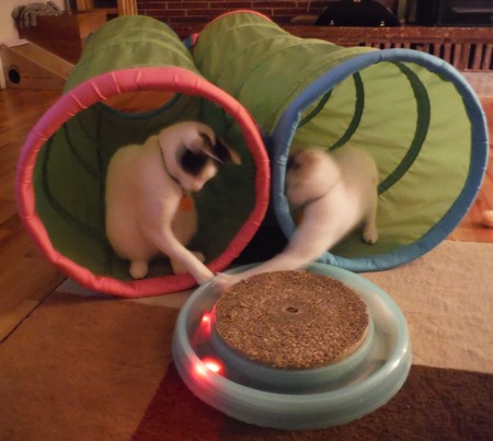 Entry image for PENELOPE and MARVIN of the LOONEY TUNES FOSTERS in "Playtime". Clicking this image will show a larger photo