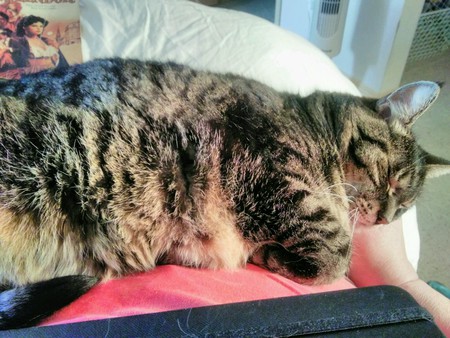 Entry image for STARLA in "Best Lap Kitty Ever". Clicking this image will show a larger photo