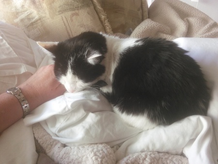 Entry image for KENDRA in "Miss Floof". Clicking this image will show a larger photo