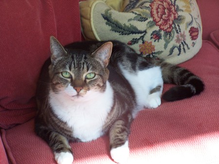 Entry image for MAX in "Regal Max". Clicking this image will show a larger photo