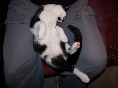 Entry image for BOOMER in "Ahhhh". Clicking this image will show a larger photo