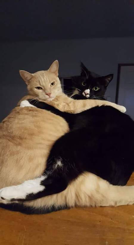 Entry image for TUX and ARCHIE in "Brotherly Love". Clicking this image will show a larger photo
