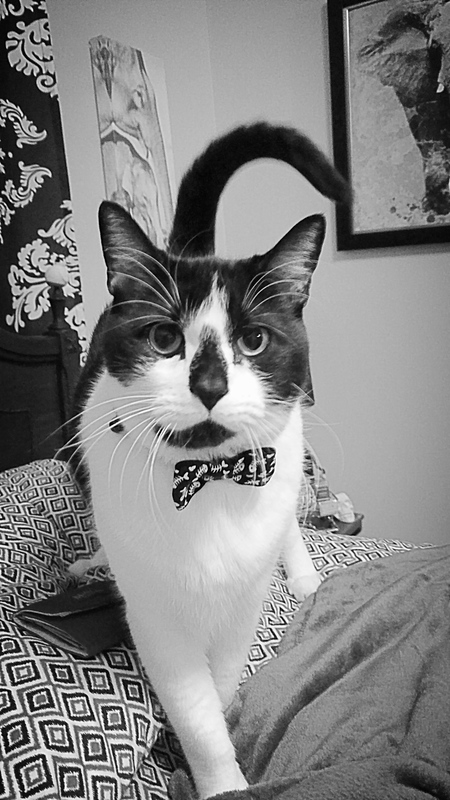 Entry image for BOXER. Clicking this image will show a larger photo