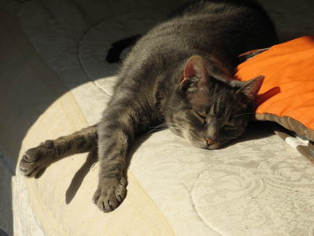 Entry image for RASCAL in "Lazy Days of Summer". Clicking this image will show a larger photo