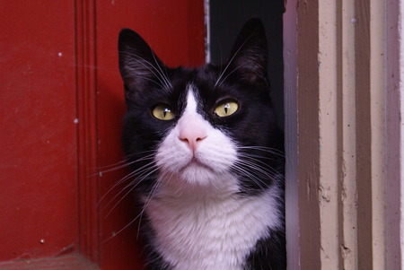 MICKEY in "Checking the Birds"