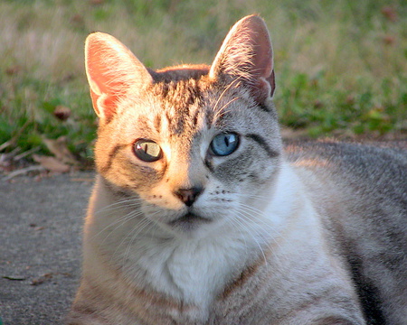 Entry image for TAO in "Sunset Lynx". Clicking this image will show a larger photo