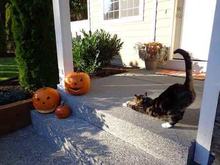 ELI in "Hoping the Halloween Pumpkins Will Give Him Candy"