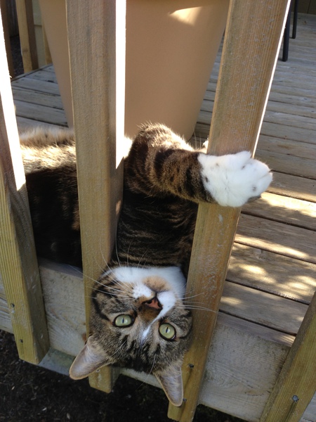 ELI in "Summer on My Deck"