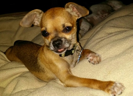 Gizmo