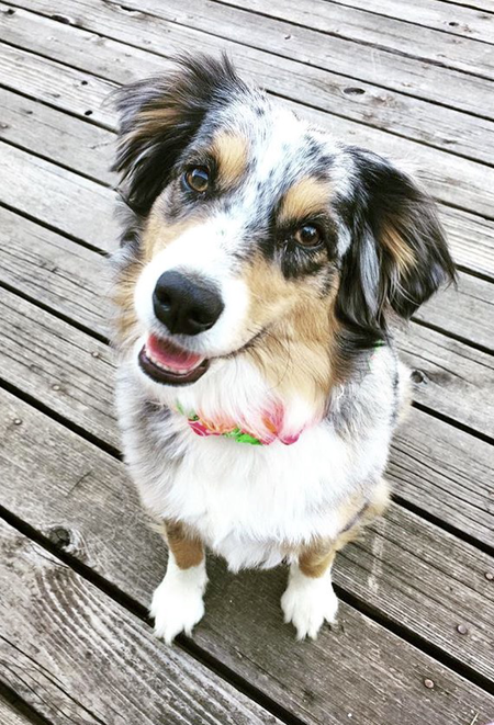 Gypsy