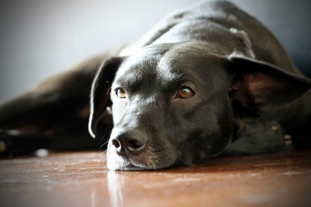 Duke
