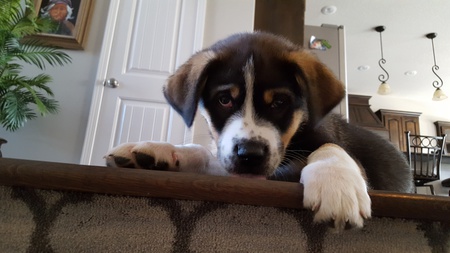 Cooper