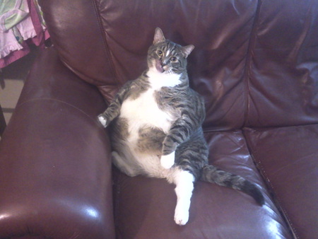 Gizmo