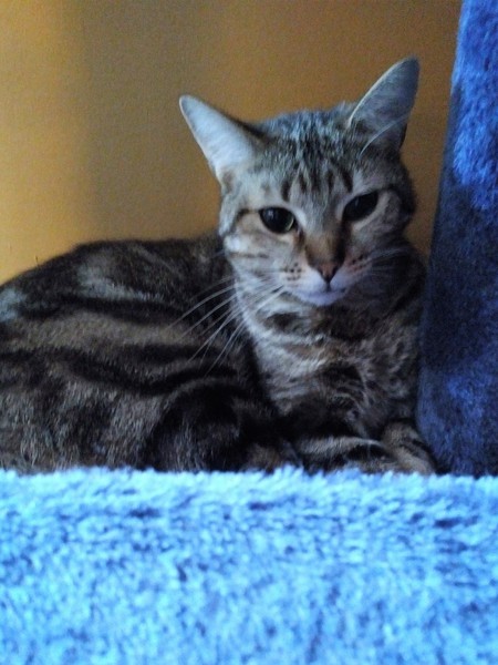 Elphaba - Wicked Cat Of the West