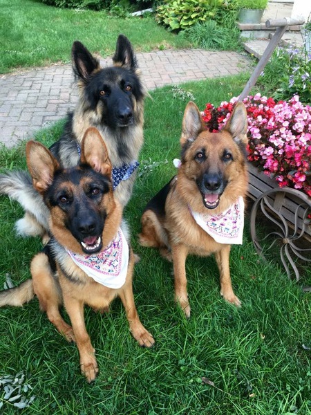 Blaze, Laila, and Jersey