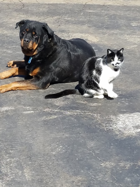 Chief & Ace