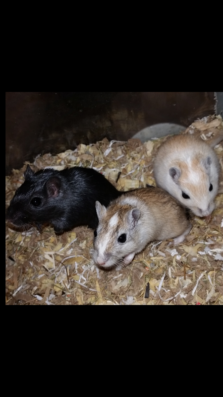 Sampson, Ernest & Gerald