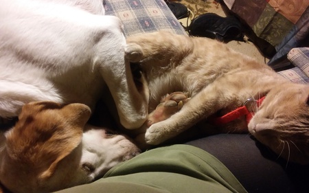 Dino and Marley