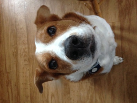 Corky