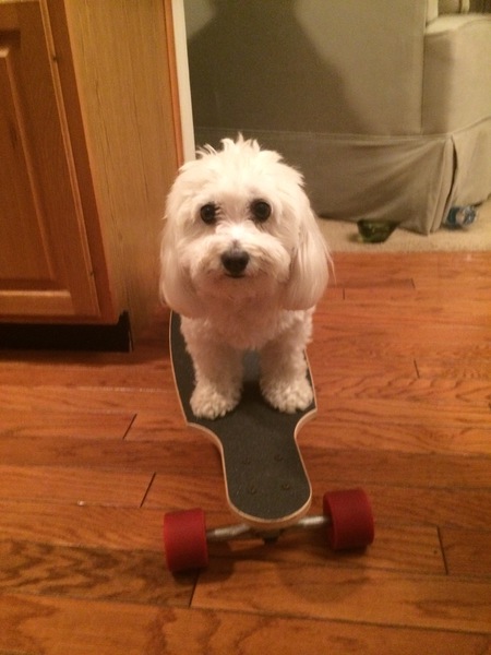 Daisy