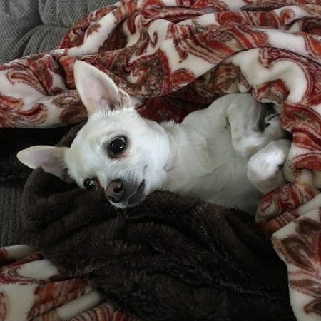 Chico 