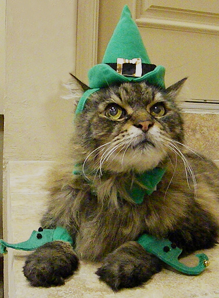 Kitt is our purrfect Leprechan