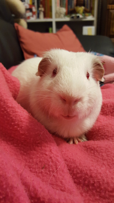 Lemmiwinks 