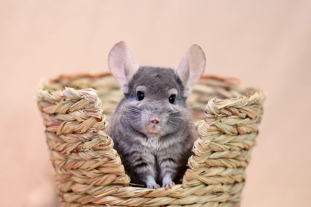 Jeffrey