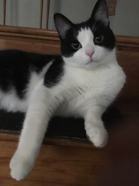 Bella