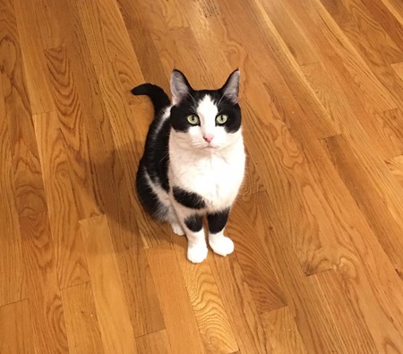 Mr. Remington Steele i.e. Remy