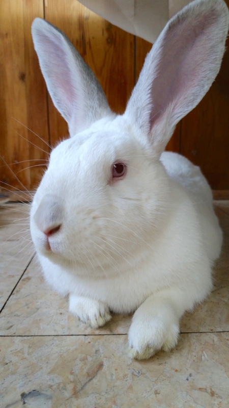 Sebastian