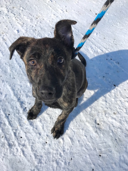 Koda