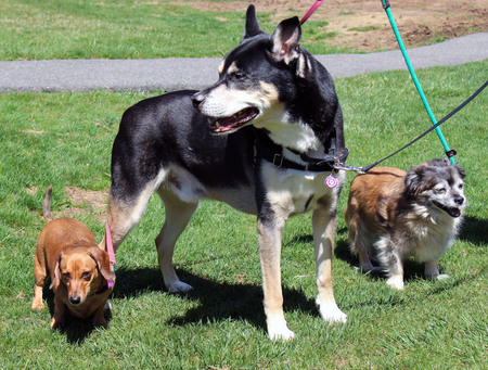 Ruby, Bailey, Teddy
