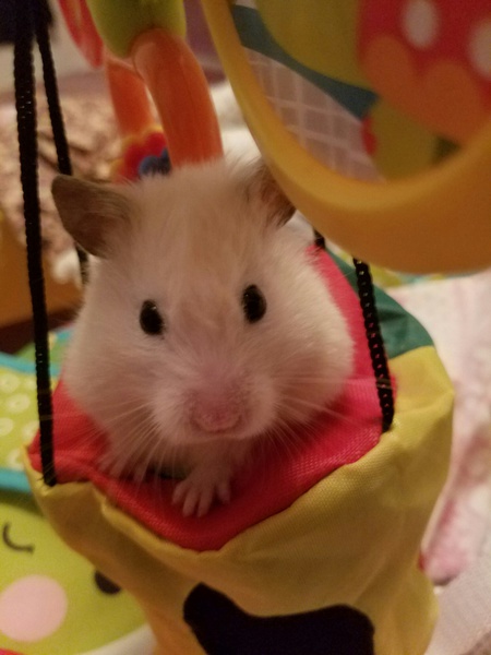 Clementine