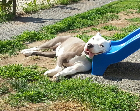 Debo (formerly Smiley)