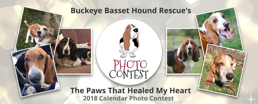 buckeye basset hound rescue