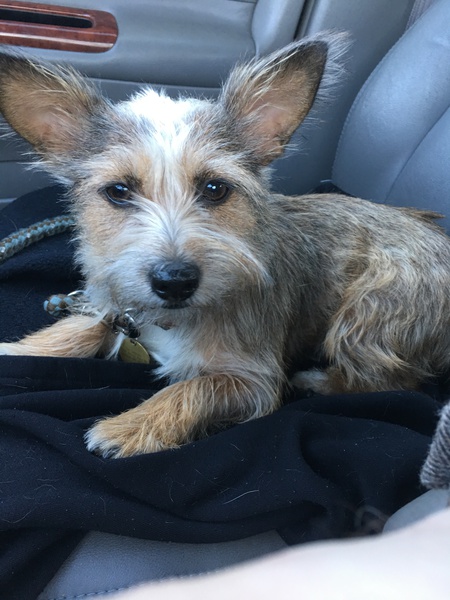 Stella