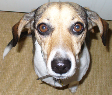Dori
