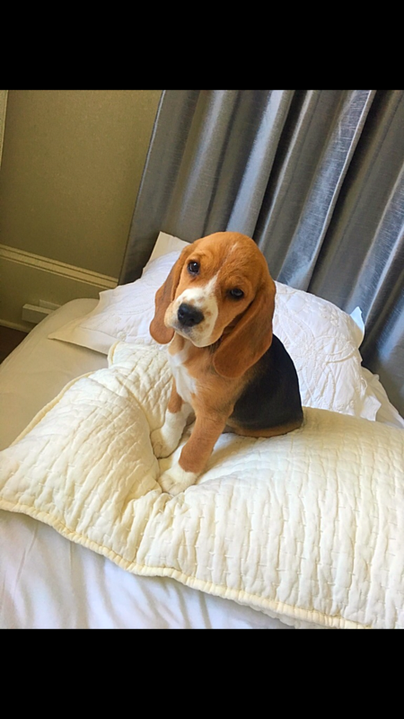 Penny 