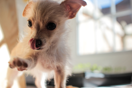 Chip