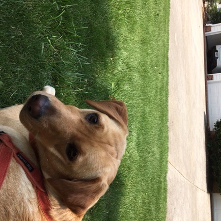 Scout the Wonder Dog