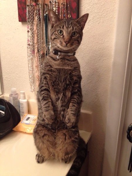 Tyson 