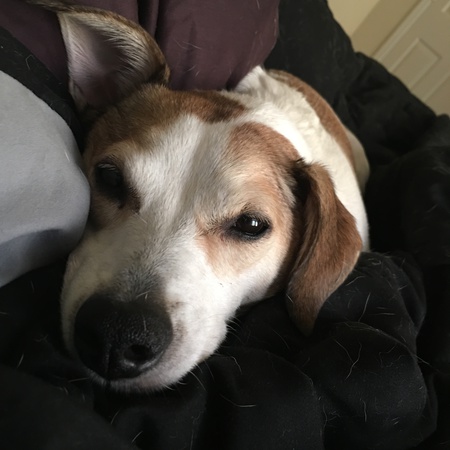 Ziggy