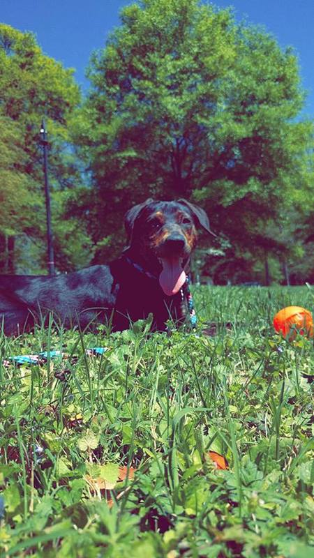 Gracie