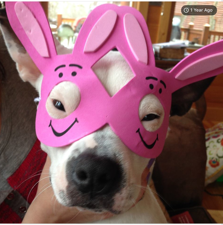 Bunnny